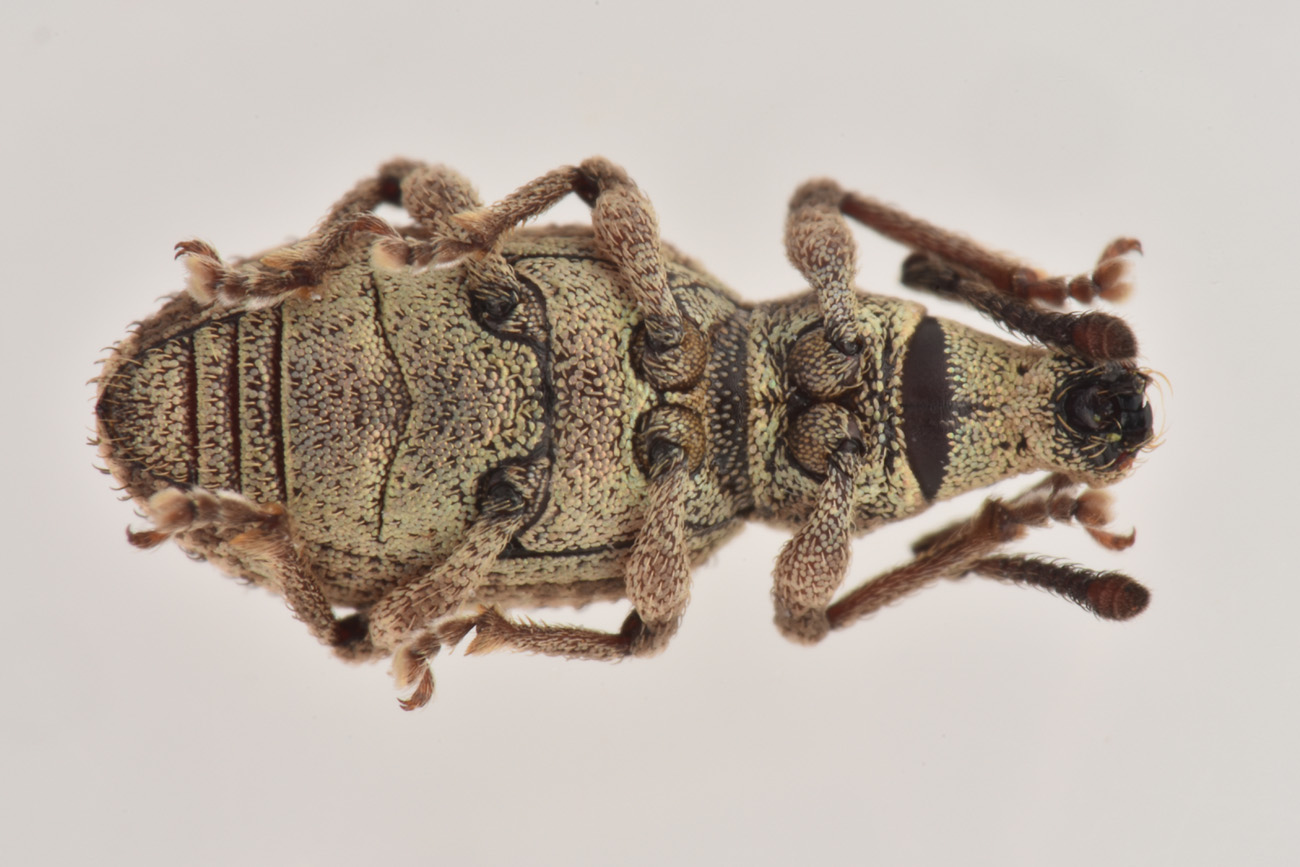 Curculionidae: Simo hirticornis o variegatus?